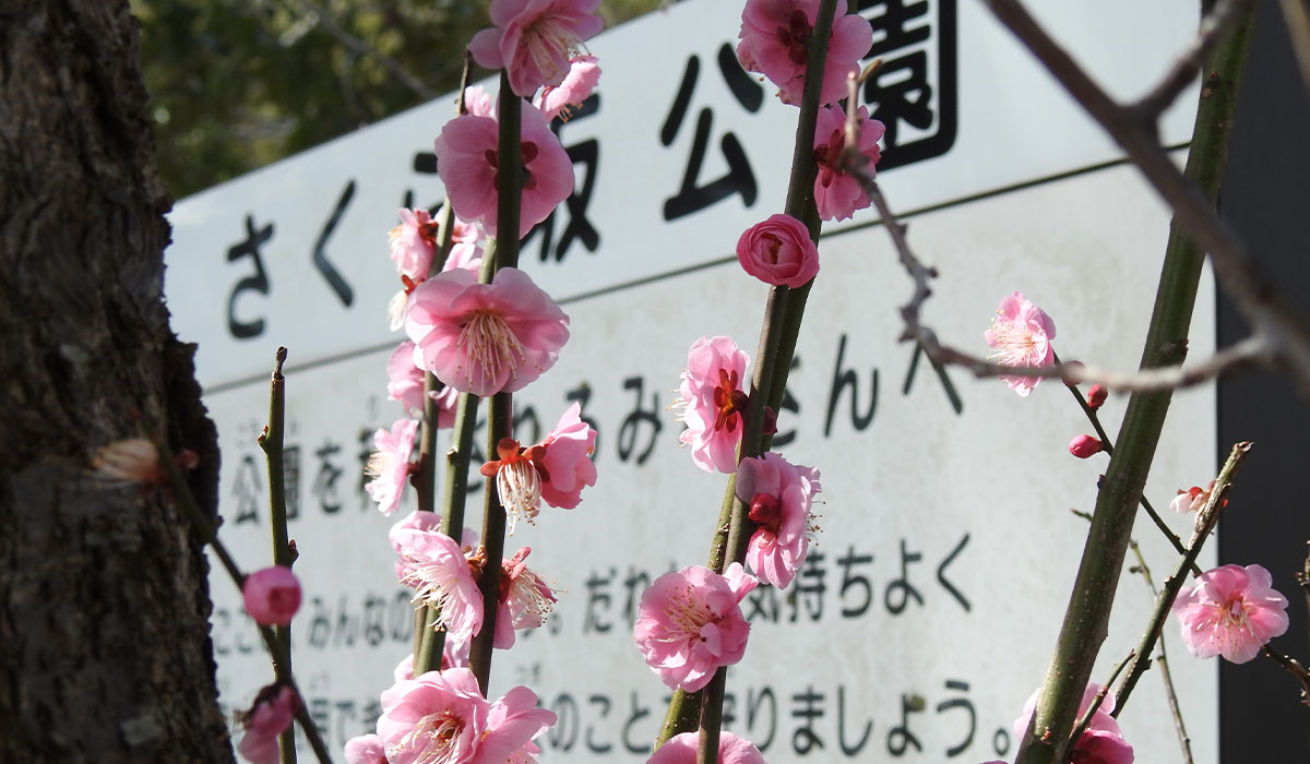 さくら坂公園【三田市】