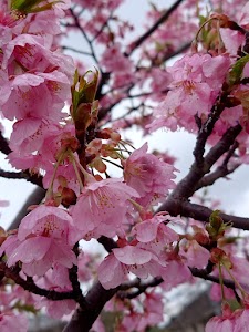 トサミズキ公園 place picture