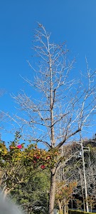 すみれガ丘東公園 place picture