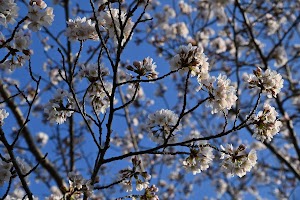 マンサク公園 place picture