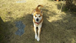 コブシの花公園 place picture