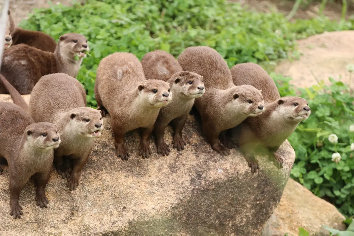 神戸どうぶつ王国の写真1