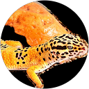 かなこ profile picture