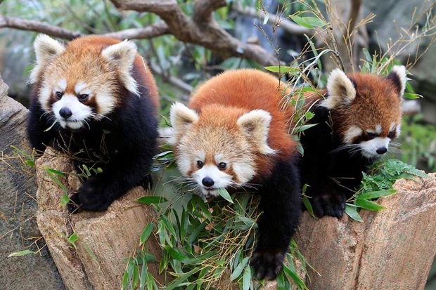 神戸どうぶつ王国の写真4