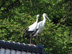 兵庫県立コウノトリの郷公園 place picture