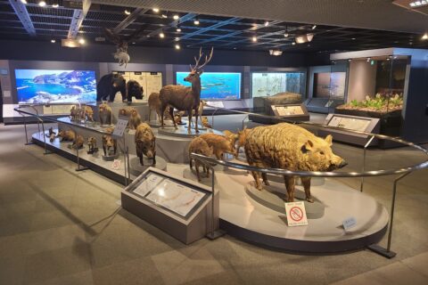 兵庫県立人と自然の博物館【三田市】