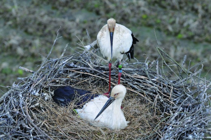 兵庫県立コウノトリの郷公園の写真2