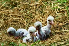 兵庫県立コウノトリの郷公園の写真3