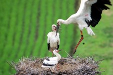 兵庫県立コウノトリの郷公園【豊岡市】